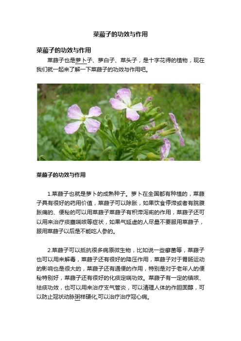 菜菔子的功效与作用