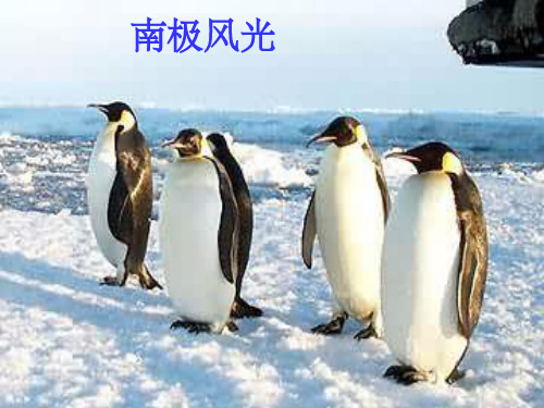 七年级语文下册《伟大的悲剧》课件