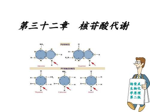 第三十二章 核苷酸代谢