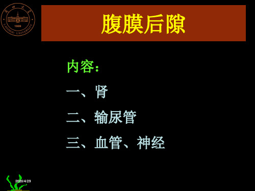 腹膜后隙解剖【医学PPT课件】