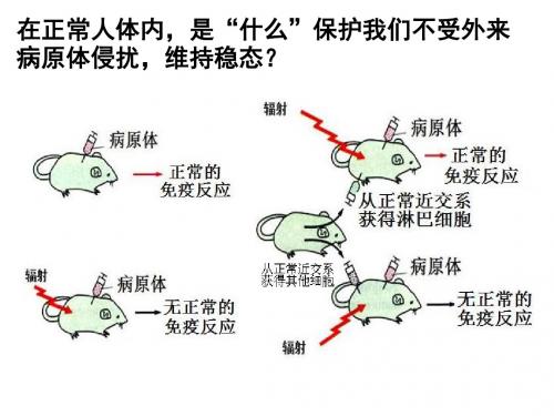 《免疫系统》PPT课件