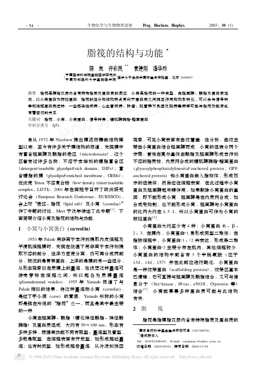 脂筏的结构与功能
