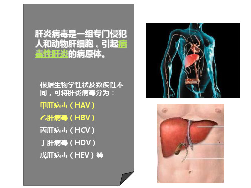 25.第二十五章肝炎病毒修