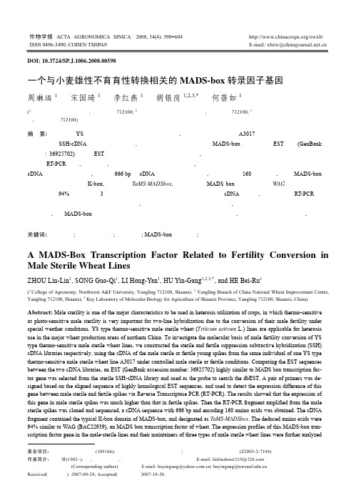 一个与小麦雄性不育育性转换相关的MADS-box转录因子基因