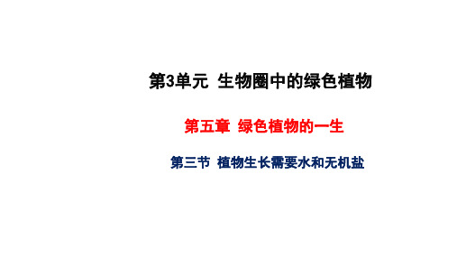 苏教版七年级生物上册   植物生长需要水和无机盐 教学课件 