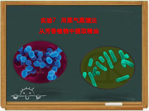 浙科版生物选修一《生物技术实践 》《用蒸气蒸馏法从芳香植物中提取精油》讲授课件-新版