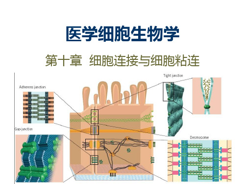 细胞生物学-细胞-10章