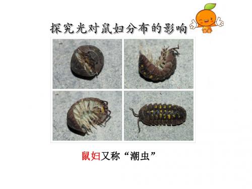 探究实验--鼠妇