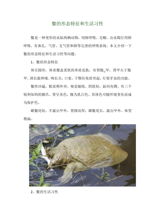 鳖的形态特征和生活习性