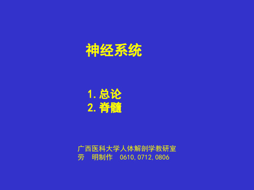 系统解剖学 神经系统总论、脊髓