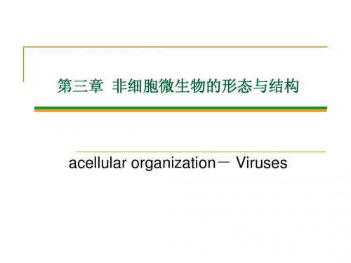第三章 非细胞微生物的形态与结构