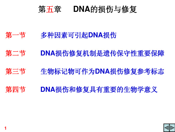 07-第五章 DNA损伤与修复