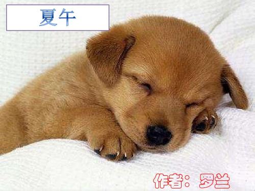 鄂教版六年级上册语文 夏午