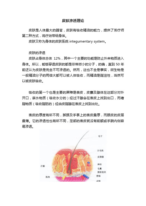 皮肤渗透理论