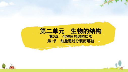 北师大版七年级生物上册第二单元生物体的结构第3章生物体的结构层次第1节细胞通过分裂而增殖课件