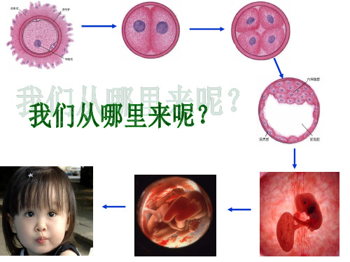 浙科版生物必修一高一细胞增殖(共45张PPT)