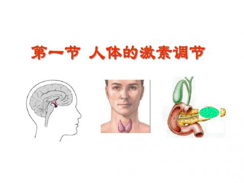 人体的激素调节 PPT课件25 济南版