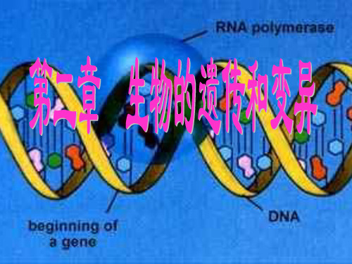 721第一节基因控制生物的性状精品PPT课件