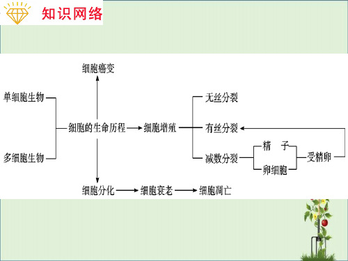 专题-细胞的生命历程