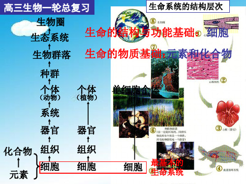 高三生物一轮总复习(细胞与化合物).ppt