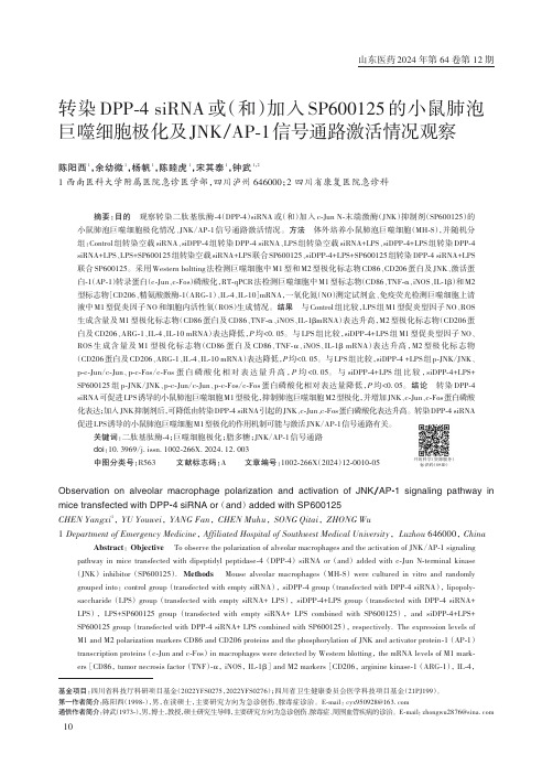 转染DPP-4_siRNA_或（和）加入SP600125_的小鼠肺泡巨噬细胞极化及JNK