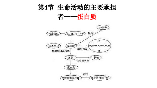 第讲蛋白质高考生物一轮复习课件