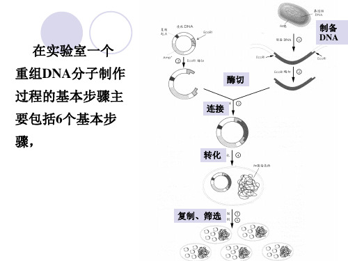 实验四五DNA连接与转化