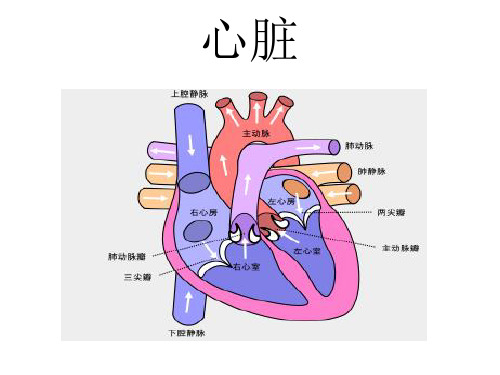 正常心电图波形特点PPT课件