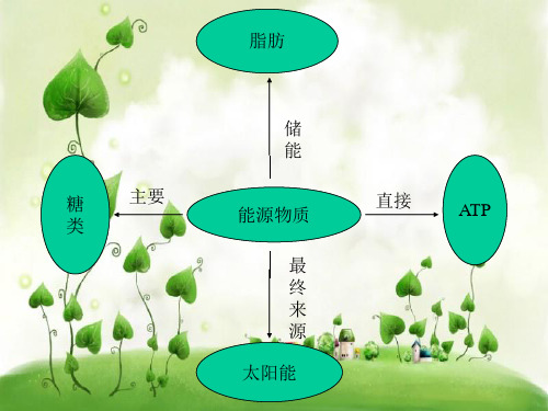 生态系统的能量流动PPT教学课件