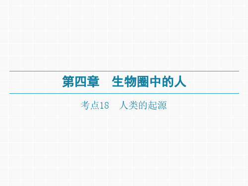 广东中考生物一轮复习课件：第四章-考点18 人类的起源