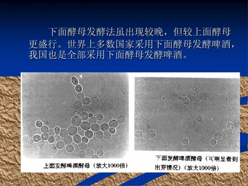 2013年燕京啤酒发酵制造工艺流程生物科技有限公司专制