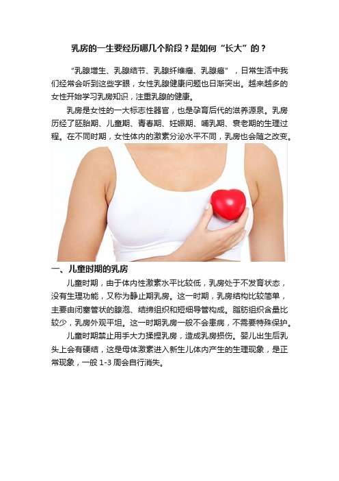 乳房的一生要经历哪几个阶段？是如何“长大”的？