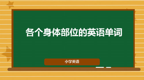 各个身体部位的英语单词