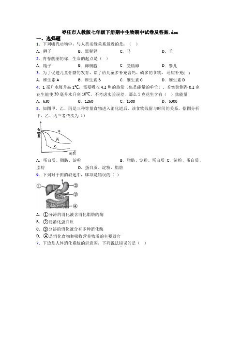 枣庄市人教版七年级下册期中生物期中试卷及答案.doc