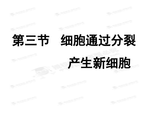 七年级生物上册《221细胞通过分裂产生新细胞》课件