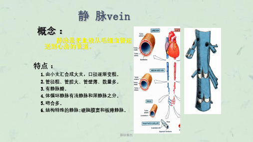 静脉解剖课件