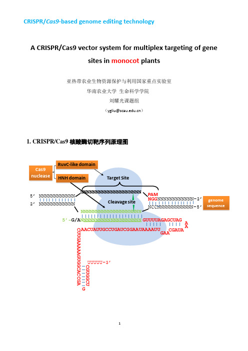 多靶点pCRISPR载体改良版(单子叶植物用)使用方法2014-10-26(P)副本