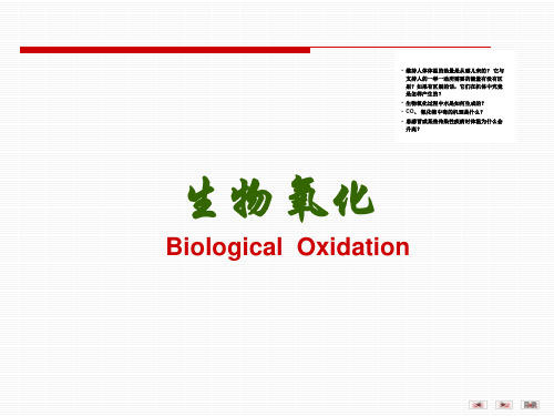 生物氧化PPT课件