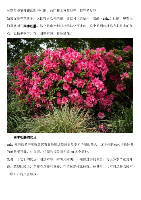 可以多季节开花的四季杜鹃,两广和北方都能养,特容易复花