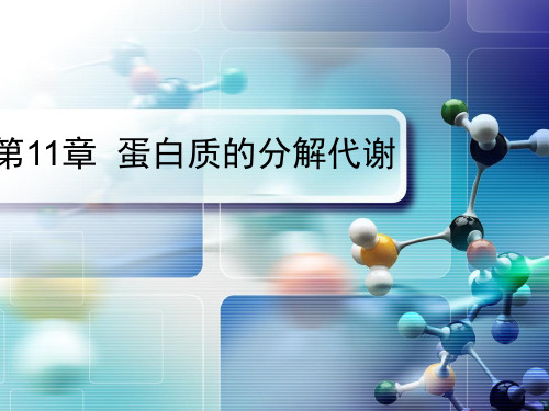 第11章蛋白质的分解代谢