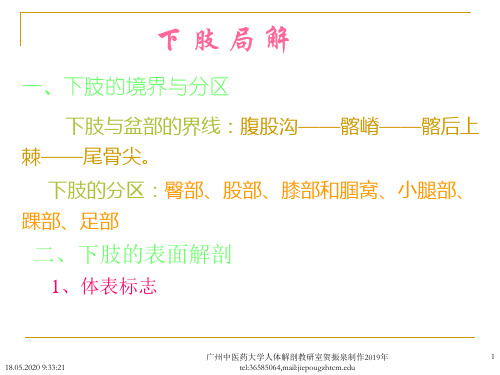 11下肢局解PPT精品文档51页