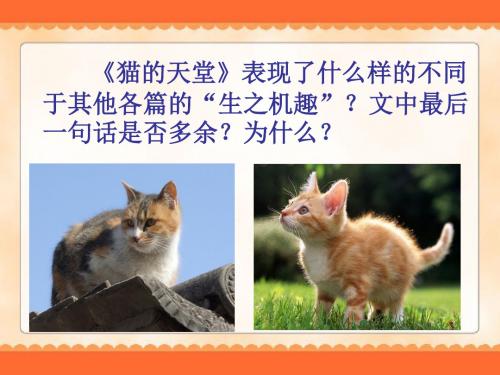 《猫的天堂》思考探究