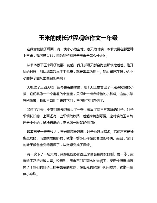 玉米的成长过程观察作文一年级