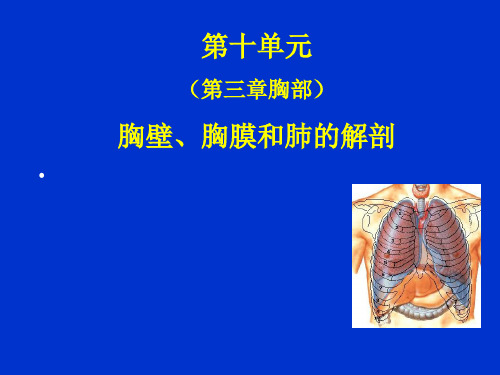 胸壁胸膜与肺的解剖课件