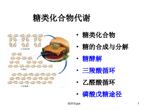 糖类代谢PPT课件