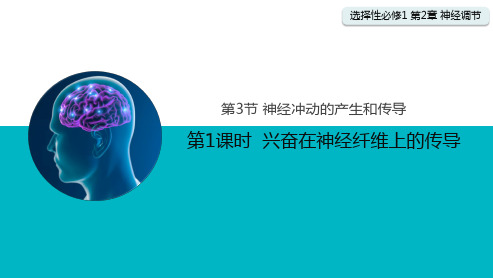 2.3.1兴奋在神经纤维上的传导课件高二上学期生物人教版选择性必修1