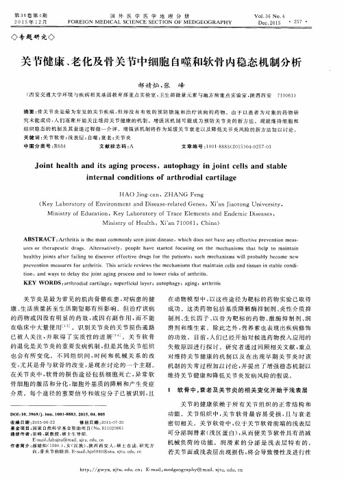 关节健康、老化及骨关节中细胞自噬和软骨内稳态机制分析