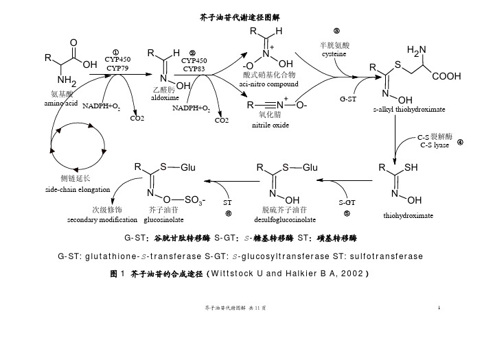 芥子油苷(硫代葡萄糖苷途径)代谢图
