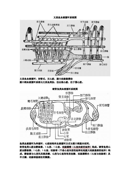 循环系统图