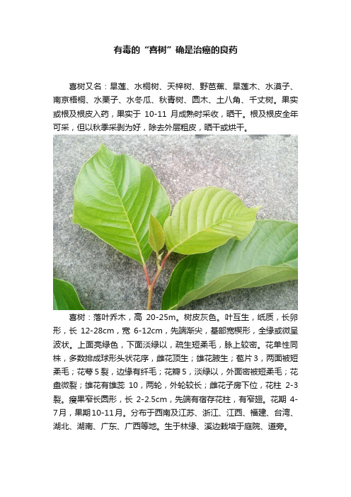 有毒的“喜树”确是治癌的良药